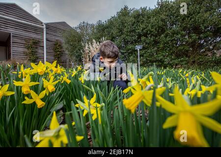 Un jeune garçon apprécie les couleurs vibrantes et l'odeur des jonchies, alors que Spring a presque jailli à RHS Garden Wisley Surrey, Angleterre, Royaume-Uni Banque D'Images