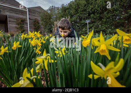 Un jeune garçon apprécie les couleurs vibrantes et l'odeur des jonchies, alors que Spring a presque jailli à RHS Garden Wisley Surrey, Angleterre, Royaume-Uni Banque D'Images