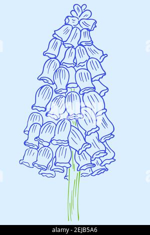 Croquis couleur d'une fleur de muscari. Vector, fleur de jardin bleue. Fleur simple bleu de Geocin, croquis. Illustration de Vecteur