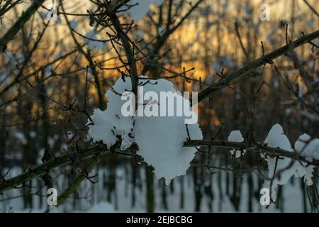 Neige sur les branches avec des couleurs de coucher de soleil en arrière-plan Banque D'Images