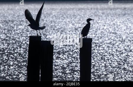 22 février 2021, Mecklembourg-Poméranie occidentale, Wismar: Un cormorant se trouve en face du port de Timmendorf sur l'île de la mer Baltique Poel sur un dauphin en bois tandis qu'un moulac vole loin. Avec le soleil et les températures autour de quinze degrés, le temps dans le nord de l'Allemagne montre son côté amical. Photo: Jens Büttner/dpa-Zentralbild/dpa Banque D'Images