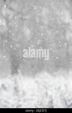 Chute de neige dans les bois le jour de l'hiver au Royaume-Uni. Prise de vue pour utilisation en arrière-plan. Banque D'Images