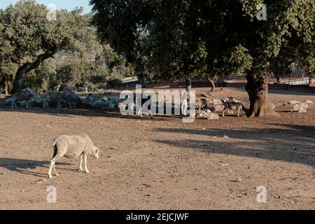 Paysages agricoles avec moutons dans la campagne dans le sud de l'Andalousie avec un ciel clair en espagne Banque D'Images