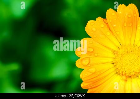 Fleur jaune avec gouttes d'eau sur les pétales sur le fond du jardin. Marigold. CopySpace. Banque D'Images