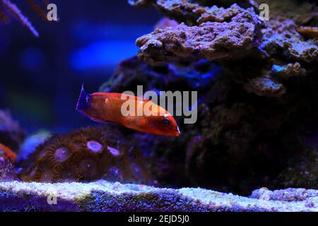 Red Coris African Wrasse - (Coris gaimard) Banque D'Images