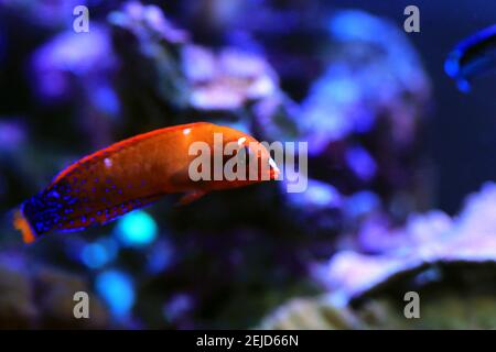 Red Coris African Wrasse - (Coris gaimard) Banque D'Images