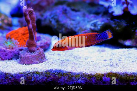 Red Coris African Wrasse - (Coris gaimard) Banque D'Images