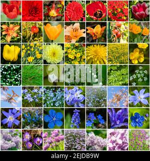 Collage avec de nombreuses images de différentes fleurs colorées aux couleurs de l'arc-en-ciel. Pleine grandeur. Banque D'Images