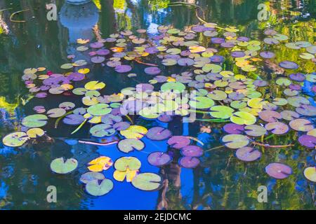 Jardins- le Cap, Afrique du Sud - 19-02-2021 nénuphars colorés flottant sur l'eau d'un étang dans les jardins du Cap pendant un après-midi encore. Banque D'Images