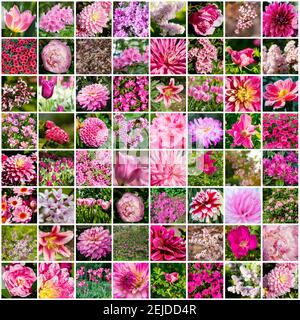 Collage avec de nombreuses images de différentes fleurs roses. Pleine grandeur. Banque D'Images