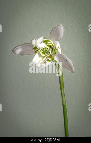 Fleur en forme de goutte d'eau à double tête fleurie Banque D'Images