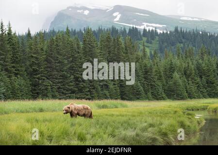 Ours brun côtier broutant dans un champ avec forêt et montagnes derrière elle, dans le parc national du lac Clark, en Alaska. Banque D'Images