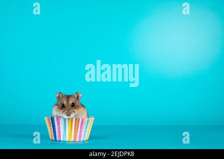 Adorable petit hamster, assis dans du papier à gâteau. Isolé sur fond bleu tuquoise. Banque D'Images