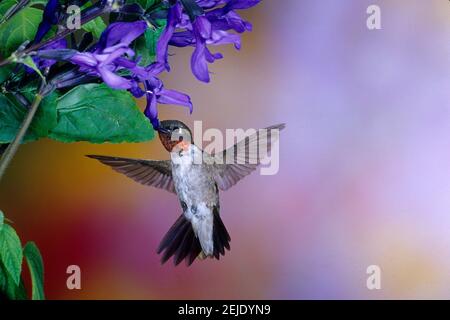 Colibri à gorge rubis mâle (Archilochus colubris) sur une usine de Salvia noire et bleue (Salvia guaranitica 'Black & Blue'), Illinois, États-Unis Banque D'Images