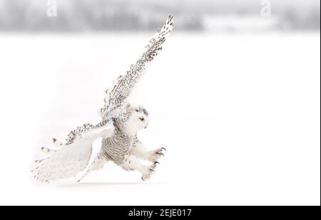 La chouette enneigée (Bubo scandiacus) est isolée sur fond blanc et débarque dans un champ couvert de neige à Ottawa, Canada Banque D'Images