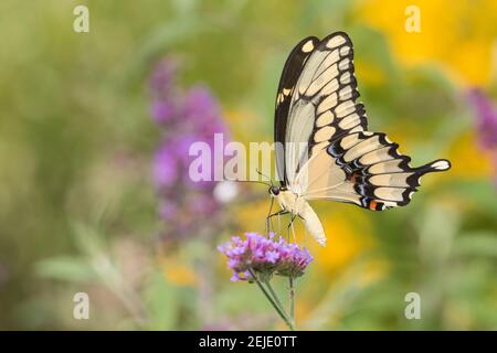 Papillon géant à queue d'aronde (Papilio créphontes) pollinisant sur des fleurs du Verbena brésilien (Verbena bonariensis) dans un jardin, Marion County, Illinois, États-Unis Banque D'Images