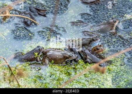 La grenouille commune (Rana temporaria) et la grenouille frayent dans un étang de reproduction en février, Hampshire, Angleterre, Royaume-Uni Banque D'Images