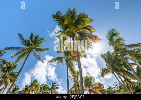 Palmiers tropicaux contre ciel bleu. Banque D'Images