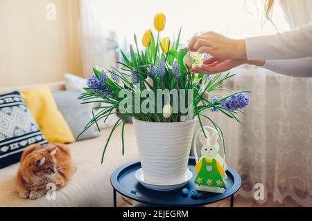 Décoration de Pâques. La femme porte des œufs sur les fleurs de printemps dans le pot. Les jacinthes jaunes, les tulipes, les muscaris en fleurs poussent sur la table par le lapin. Banque D'Images