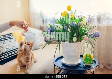 Décoration de Pâques. Chat jouant avec une femme tenant l'oeuf par les fleurs de printemps qui fleurit dans le pot à la maison. Intérieur du salon de vacances Banque D'Images