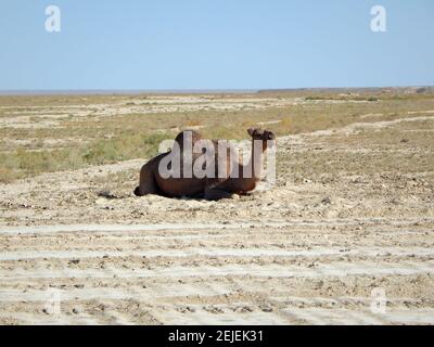 Camel dromadaire se trouve. Kazakhstan. Région de Mangistau. 17 août 2019 année. Banque D'Images