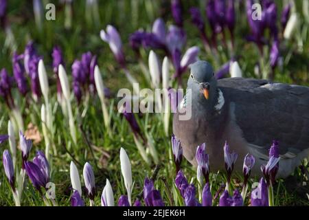 Un Pigeon de bois traverse la tray à Harrogate parmi les crocus blancs et violets au début du printemps, North Yorkshire, Angleterre, Royaume-Uni. Banque D'Images