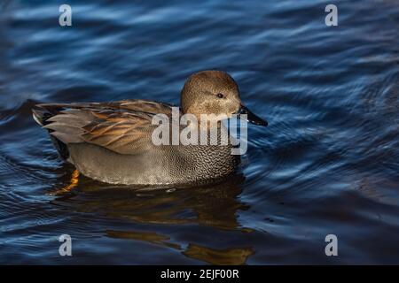 Un mâle sauvage, un canard gris et brun avec bec noir, nageant dans une rivière bleue par une belle journée d'hiver. Banque D'Images