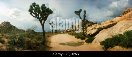 Route de terre traversant le parc national de Joshua Tree, comté de San Bernardino, Californie, États-Unis Banque D'Images