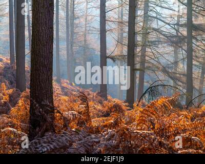 Pins sous le soleil d'hiver brumeux sur Cannock Chase dans le Staffordshire Angleterre Royaume-Uni. Banque D'Images