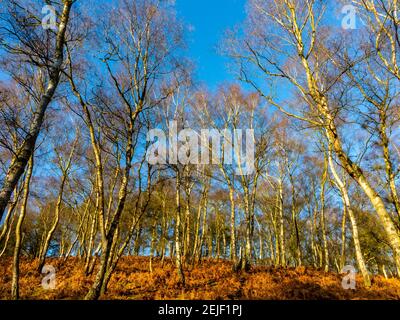 Bouleau argenté betula pendula arbres en hiver sous le soleil sur Cannock Chase dans Staffordshire Angleterre Royaume-Uni. Banque D'Images