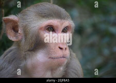 singe macaque asiatique dans la forêt tropicale indienne photographie de la faune Banque D'Images