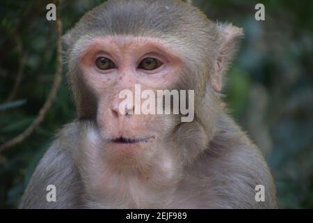 singe macaque asiatique dans la forêt tropicale indienne photographie de la faune Banque D'Images