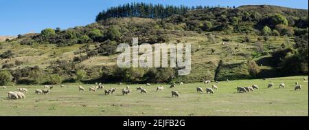 Pâturage des moutons dans les pâturages le long de Cardona Valley Road, Queenstown Lake District, Otago Region, South Island, Nouvelle-Zélande Banque D'Images