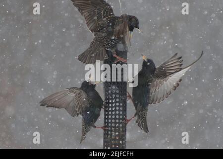 Des étoiles européennes se battent sur un mangeoire à oiseaux en pleine tempête de neige Banque D'Images