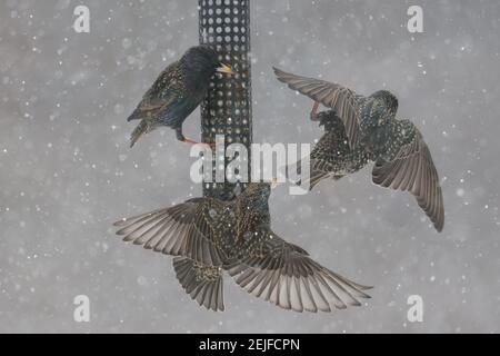 Des étoiles européennes se battent sur un mangeoire à oiseaux en pleine tempête de neige Banque D'Images