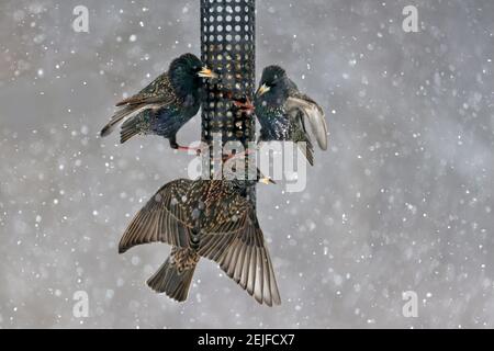 Des étoiles européennes se battent sur un mangeoire à oiseaux en pleine tempête de neige Banque D'Images