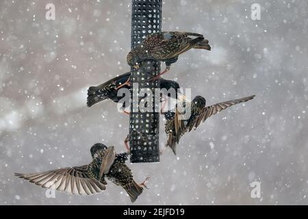 Des étoiles européennes se battent sur un mangeoire à oiseaux en pleine tempête de neige Banque D'Images