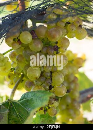 Raisins de Chardonnay sur la vigne derrière le filet, vignobles Craggy Range, Hawke's Bay, Hastings, North Island, Nouvelle-Zélande Banque D'Images