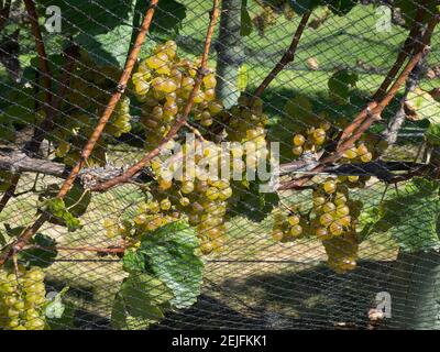 Raisins de Chardonnay sur la vigne derrière le filet, vignobles Craggy Range, Hawke's Bay, Hastings, North Island, Nouvelle-Zélande Banque D'Images
