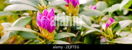 Fleurs de rhododendrons en fleurs. Heure d'été. Jardin botanique.Rose corail rhododendron japonais, floraison luxuriante dans la pépinière de rhododendrons. Banque D'Images