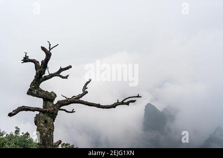 Arbre stérile poussant sur une falaise de la célèbre et sacrée montagne Tianmen couverte de brouillard, parc national de Zhangjiajie, Chine Banque D'Images