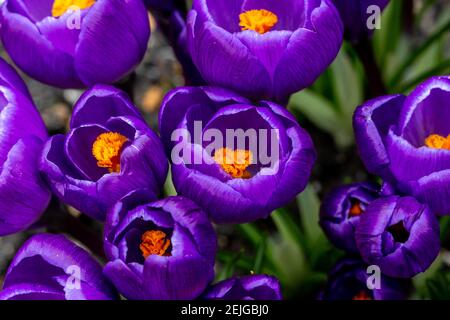 Une vue en grand angle des fleurs de crocus violets vibrantes, un jour d'hivers tardif Banque D'Images