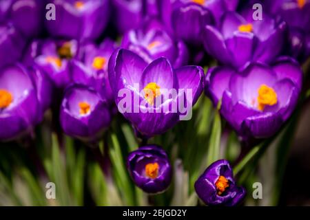Un lit de crocus pourpre sous le soleil de la fin de l'hiver Banque D'Images