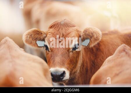 Portrait de jersey rouge poilu sourire vache drôle visage, grandes oreilles montrant la langue. Banque D'Images