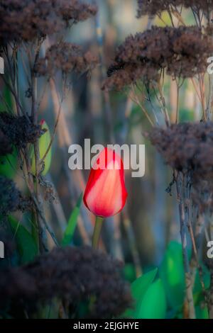 Une tulipe rouge poussant dans le jardin au printemps Banque D'Images