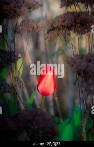 Une tulipe rouge poussant dans le jardin au printemps Banque D'Images