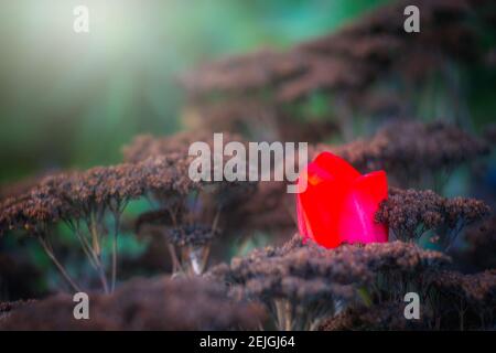 Une tulipe rouge poussant dans le jardin au printemps Banque D'Images