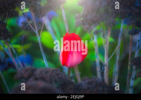 Une tulipe rouge poussant dans le jardin au printemps Banque D'Images