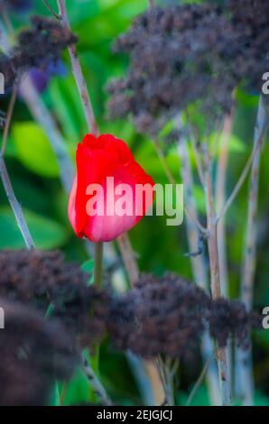 Une tulipe rouge poussant dans le jardin au printemps Banque D'Images