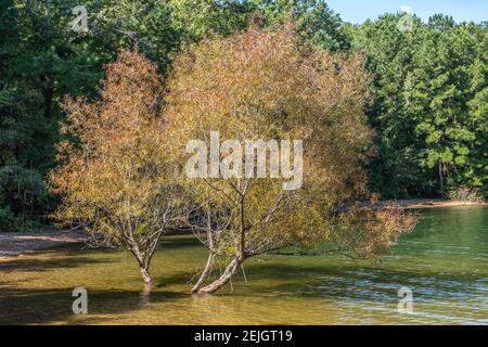 Deux arbres dans l'eau submergés par les inondations au lac le long de la rive avec les terres boisées en arrière-plan un jour ensoleillé en automne Banque D'Images